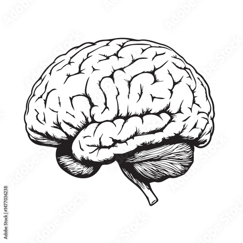 human brain vector illustration