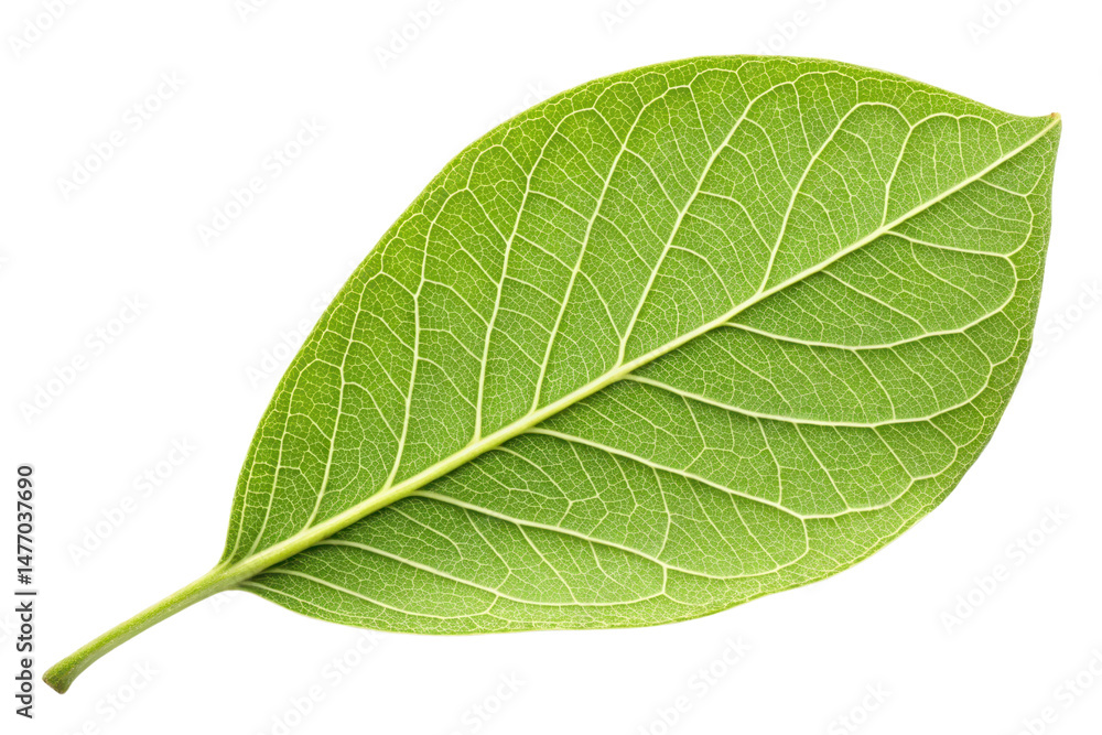 Obraz premium Fresh Green Leaf with Detailed Veins and Natural Textures