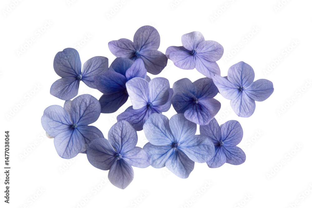 Delicate Lavender Hydrangea Petals . Transparent background PNG Delicate Lavender Hydrangea Petals . Transparent background PNG