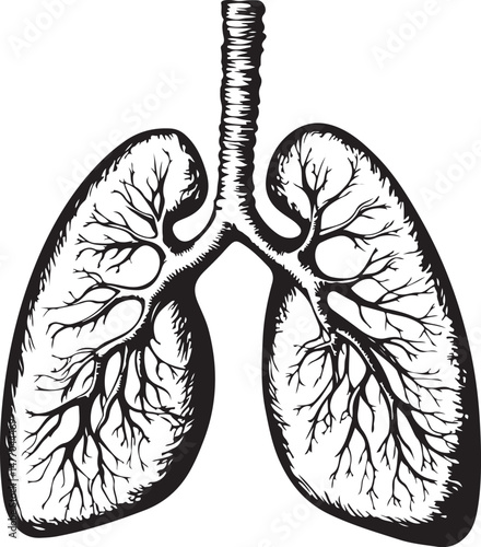 human lung anatomy