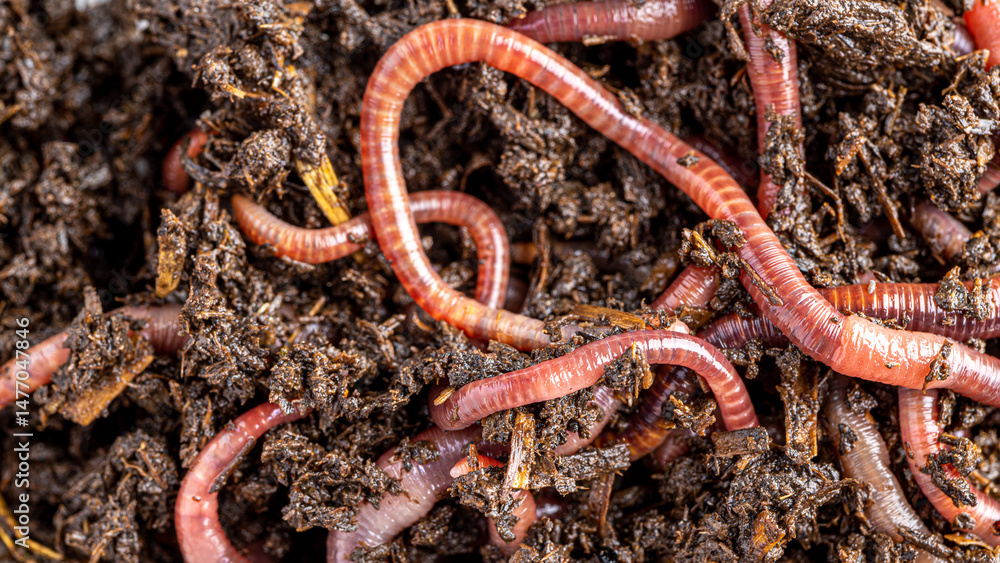 Fototapeta premium Many living earthworms for fishing in the soil, background