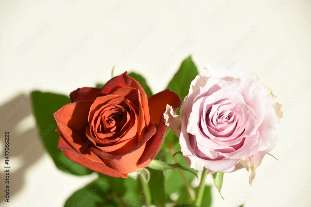 Fototapeta premium ブラウンと紫のばら