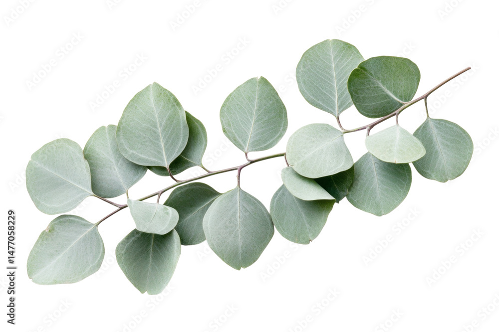 Obraz premium Delicate Eucalyptus Branch, Nature's Gentle Art . Transparent background PNG