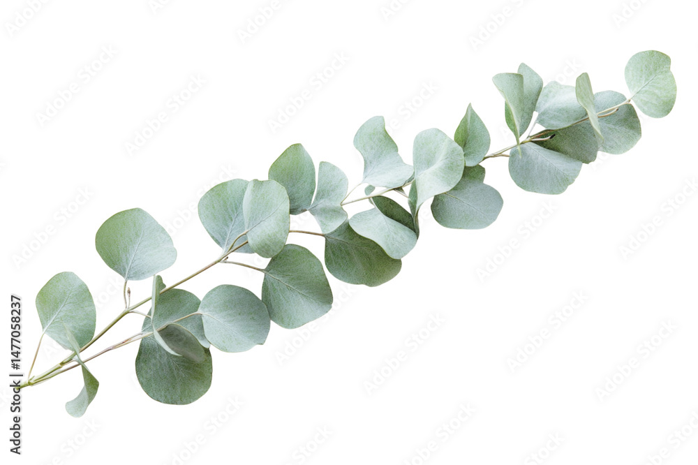 Obraz premium Delicate Eucalyptus Branch - Nature's Gentle Art . Transparent background PNG