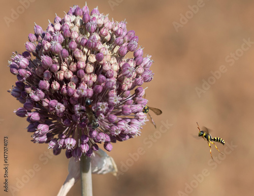 Avispa volando hacia flores rosas.