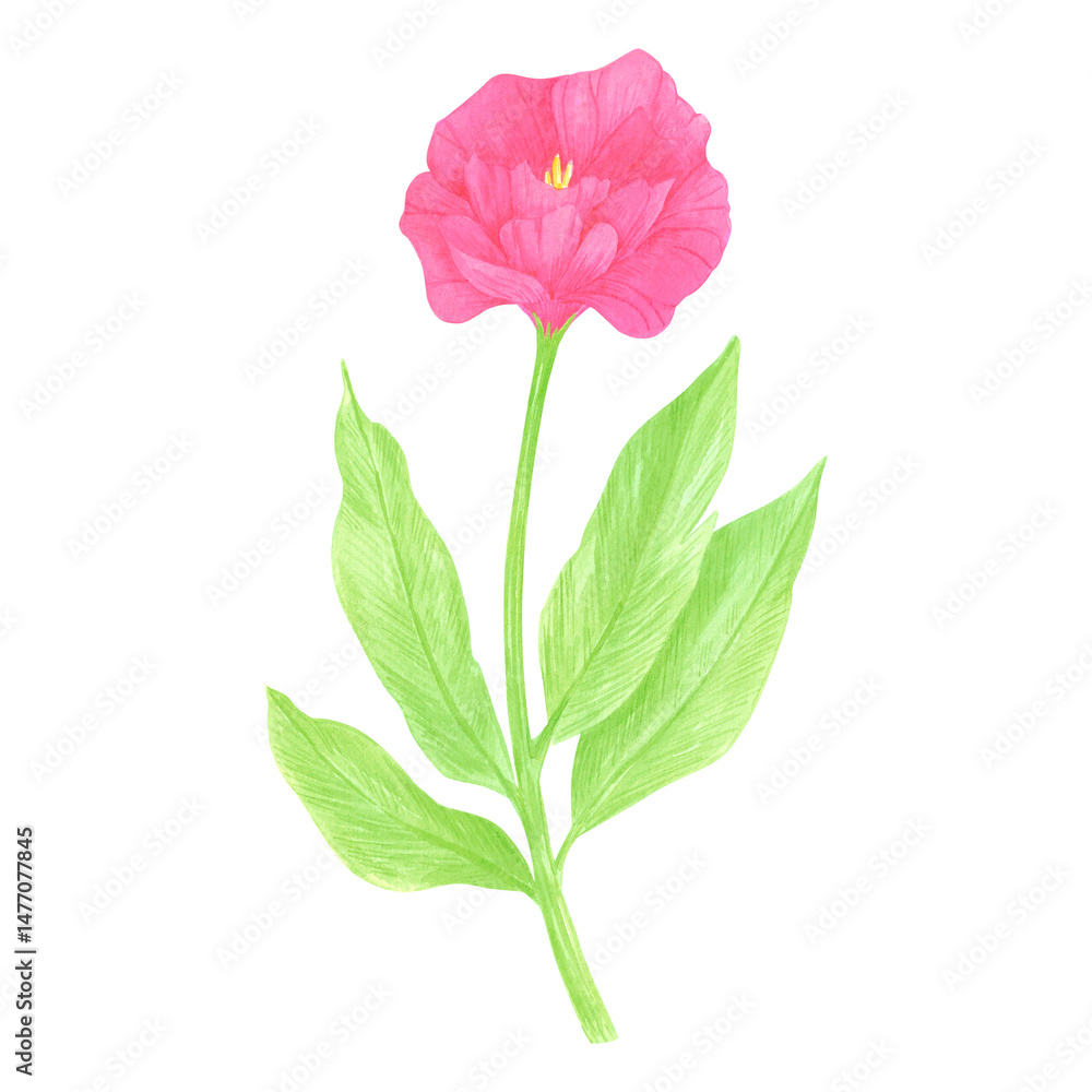 Fototapeta premium Hand drawn watercolor wildflower. Flower of the field isolated on white background. Can be used for postcard, label, scrapbook and other printed products.
