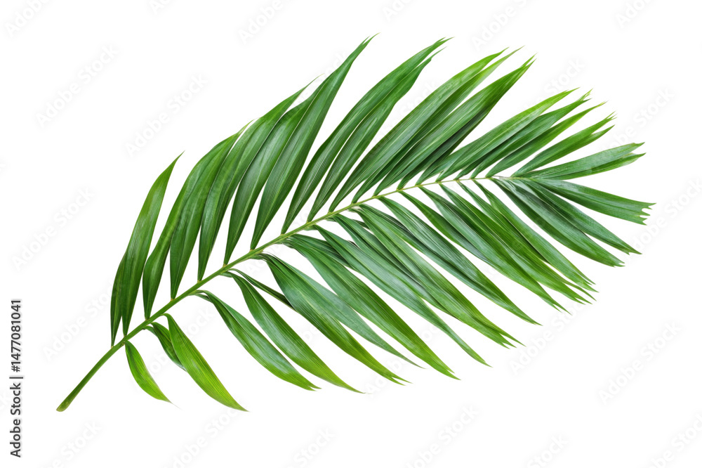 Stunning Tropical Palm Leaf . Transparent background PNG Stunning Tropical Palm Leaf . Transparent background PNG