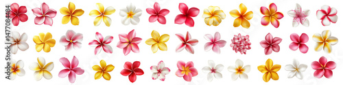 An array of various colorful Plumeria flowers are displayed on transparent background for floral designs