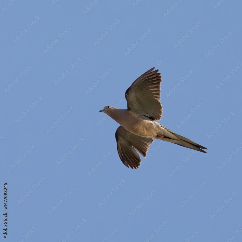 Obraz premium Mourning Dove