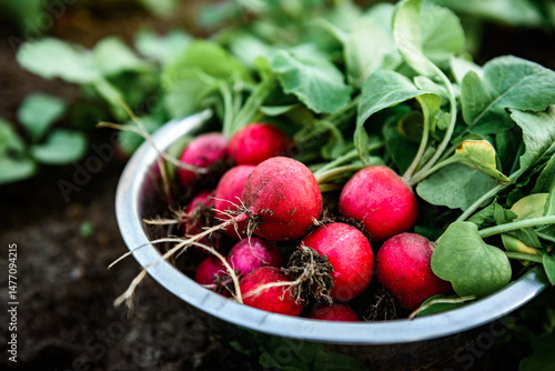 Harvesting red radishes in the garden.