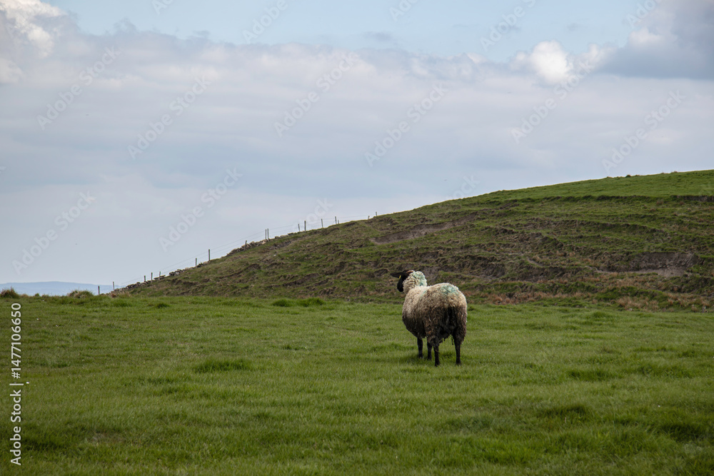 Fototapeta premium Life on the Cliffs of Moher, Ireland. Lush green grass and a calm day on the ocean. 