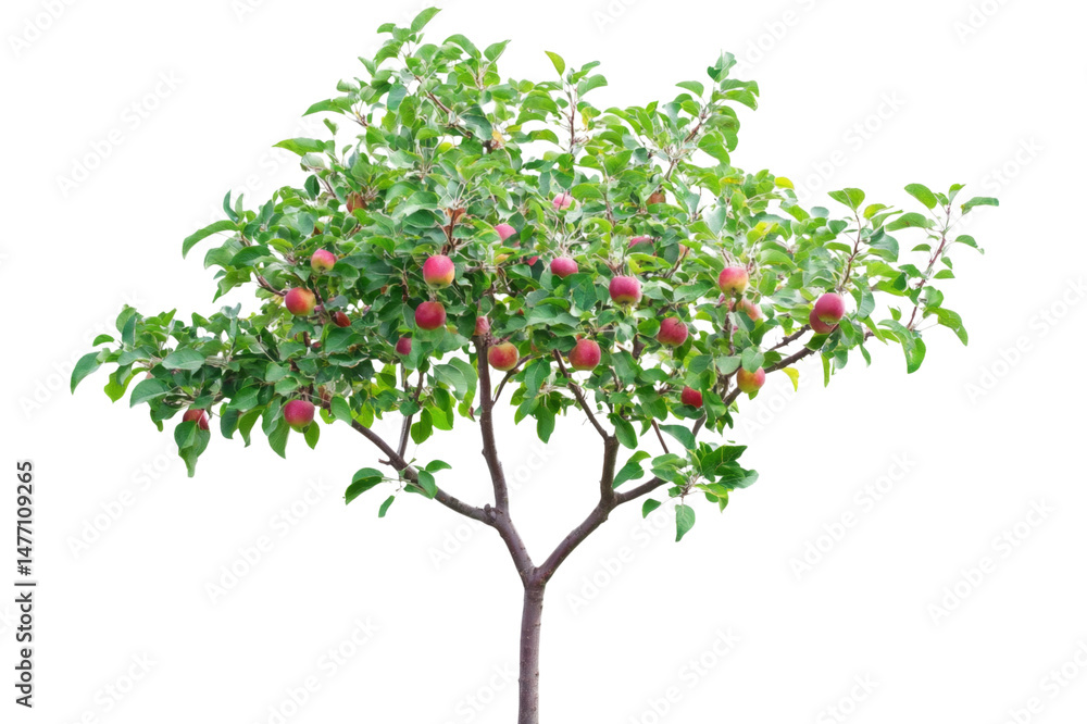 Fototapeta premium Apple Tree with Ripe Fruits - A Nature's Bounty . Transparent background PNG