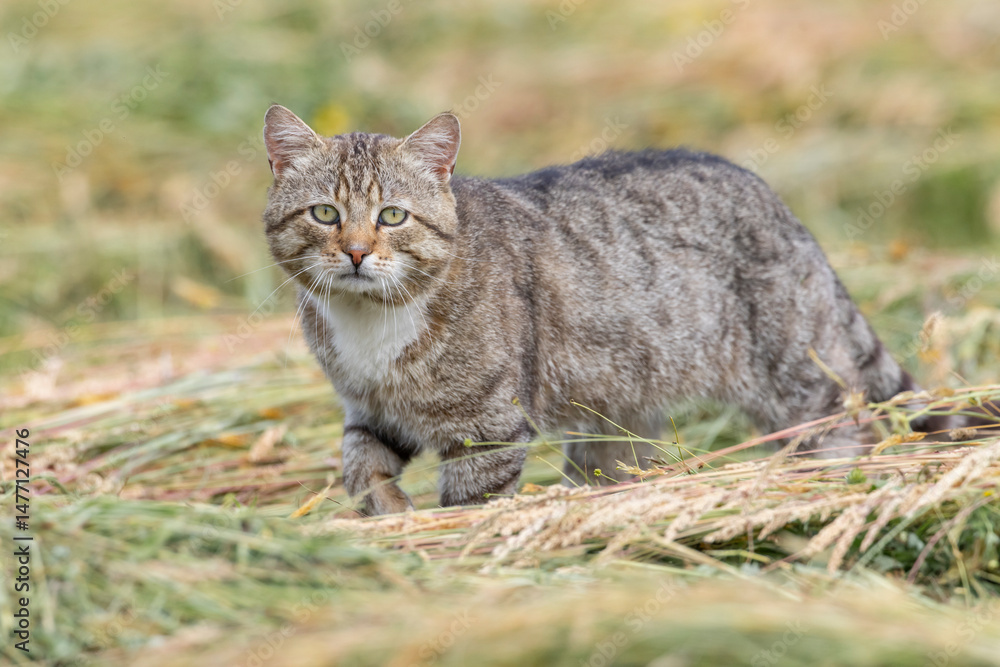 European wildcat walking on grass in Haczow, Poland European wildcat walking on grass in Haczow, Poland