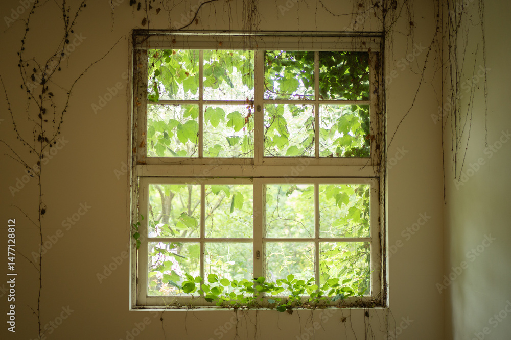 Fototapeta premium plants and windows