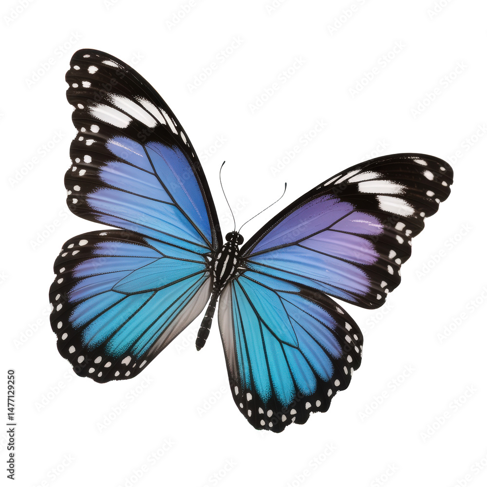 Obraz premium Blue and purple butterfly with open wings and intricate wing patterns isolated on transparent background