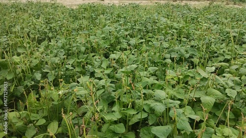 Long beans, cow pea, Vigna unguiculata subsp. sesquipedalis plant as natural wall in organic vegetables garden.	