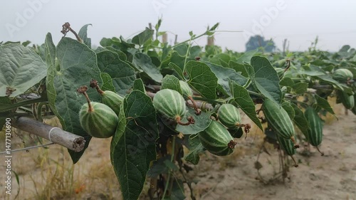 Trichosanthes dioica or Pointed gourd is a vine plant from the Cucurbitaceae familys 