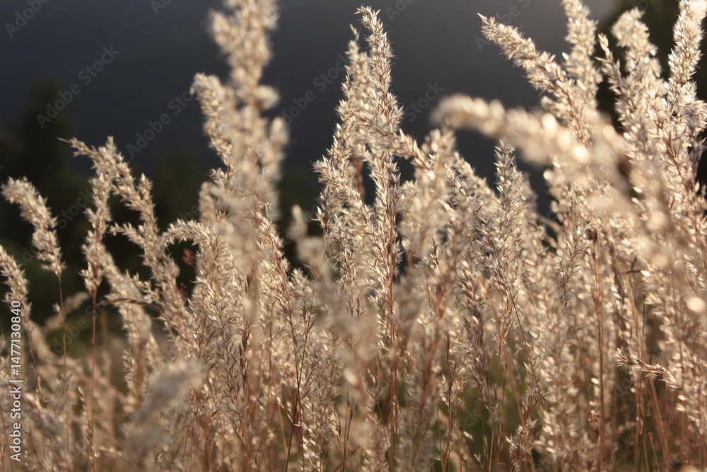 Fototapeta premium dry grass in the wind