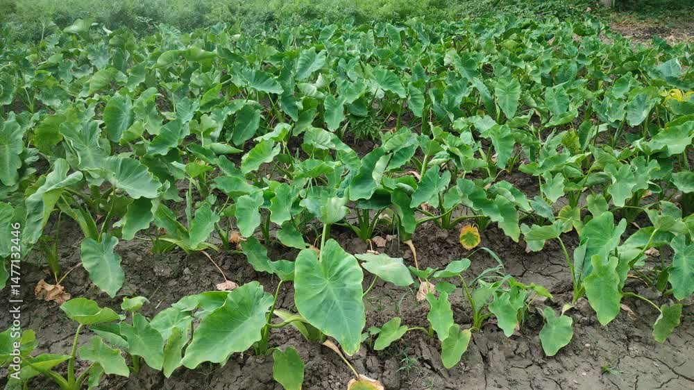 Taro leaves grown large in the field. Taro leaves grown large in the field.