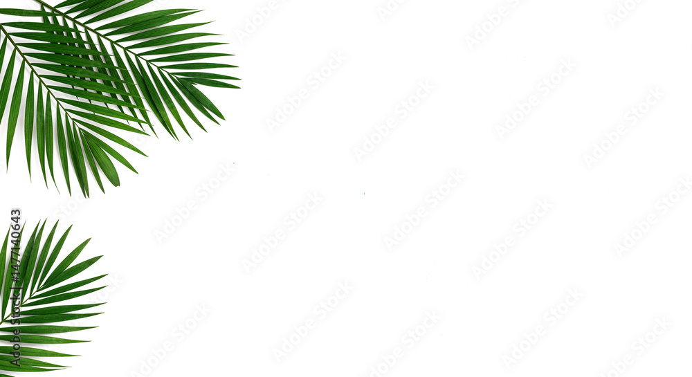 Lush green palm leaf isolated on a white background. Tropical coconut palm fronds casting shadows. Evergreen plant foliage, clip art for summer design elements, cut out, PNG Lush green palm leaf isolated on a white background. Tropical coconut palm fronds casting shadows. Evergreen plant foliage, clip art for summer design elements, cut out, PNG