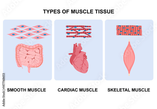 Types of muscle cells include skeletal, smooth, and cardiac muscles. Each muscle specialized for different functions. Medical poster design illustration. Science educational symbol