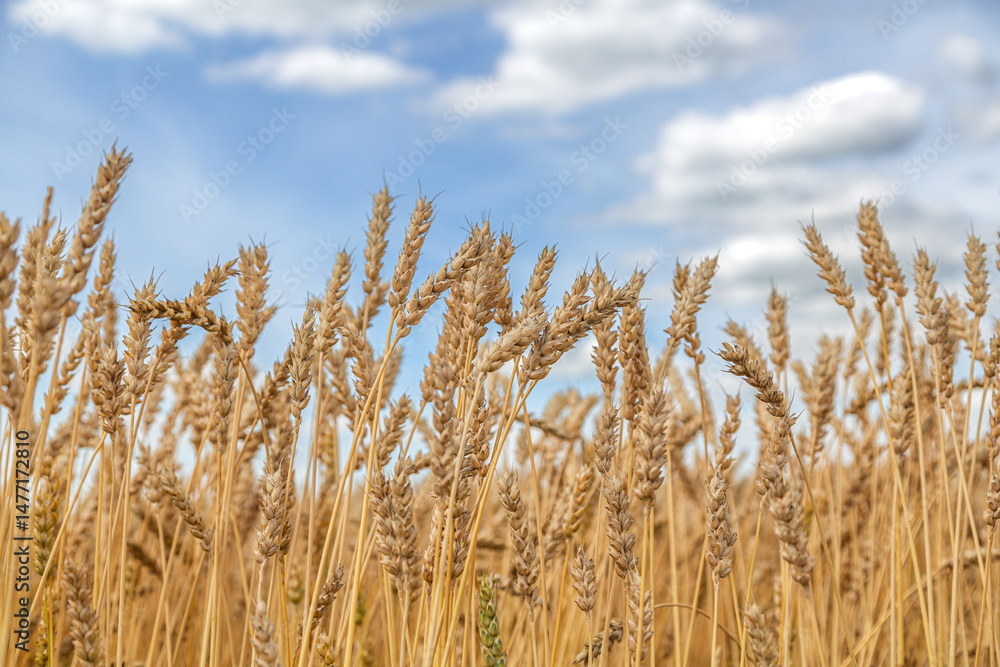 Fototapeta premium Gold wheat field and blue sky
