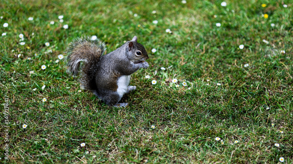 Obraz premium squirrel on the grass