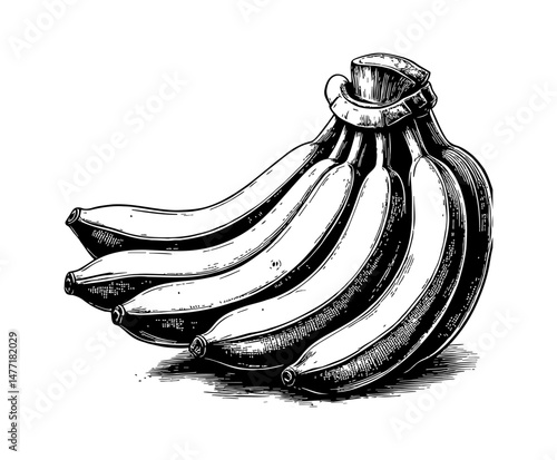 Illustration of Bunch of Bananas in Black and White Detailed Engraving Style