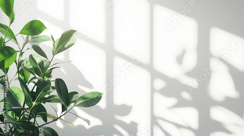 自然光に照らされた観葉植物が、清潔感ある室内にやわらかな影を落とすミニマルな空間。モダンな暮らしや静かな空間、自然を取り入れたインテリアデザインに最適なイメージです。