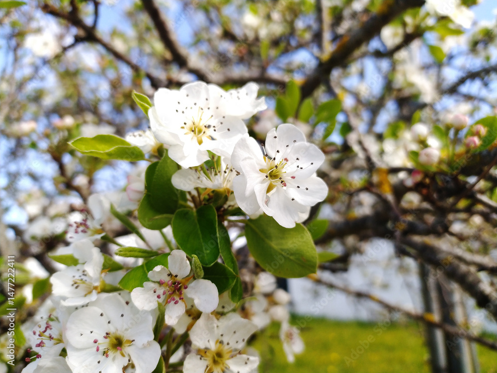 Fototapeta premium Delicate pear blossoms in full bloom, showcasing the beauty of spring. A closeup view emphasizes the intricate details of the flowers and their vibrant petals.