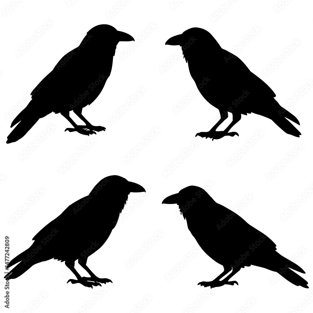 Fototapeta premium Silhouette vector illustration of four crows in various poses, including flying, perching, and landing, rendered in solid black on a white background for bold visual impact.
