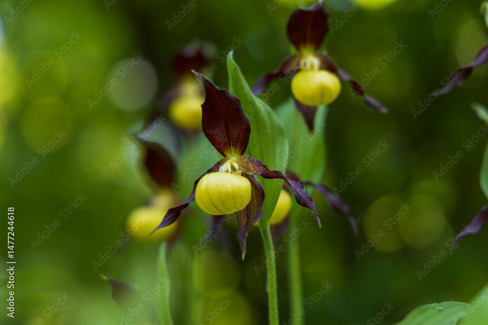 Fototapeta premium Beautiful rare flower orchid Slipper orchid - Cypripedium calceolus in the wild