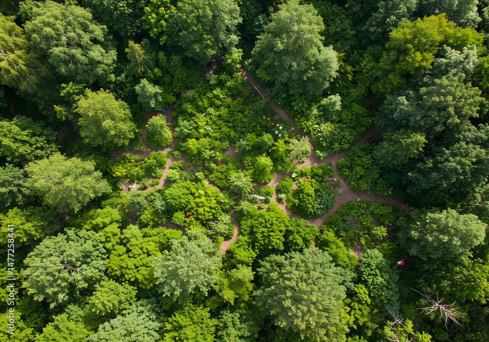 Naklejka premium Forest pathways aerial view