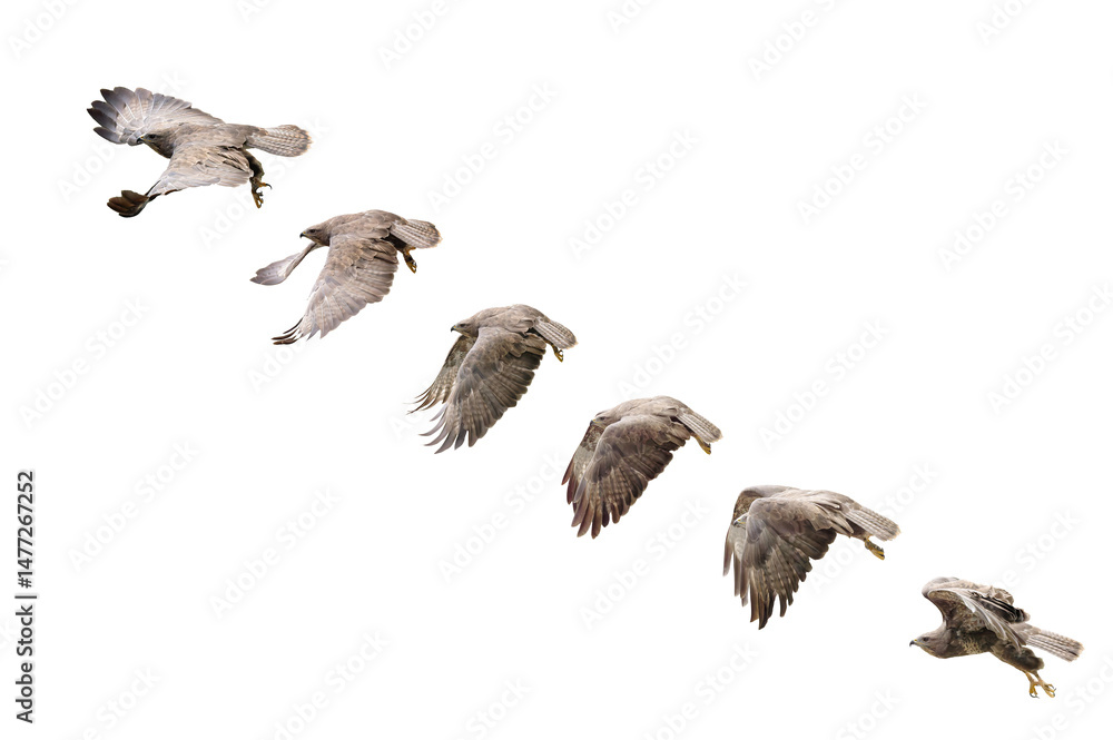 Obraz premium sequence of wing beats of a bird in flight common buzzard on white isolated background