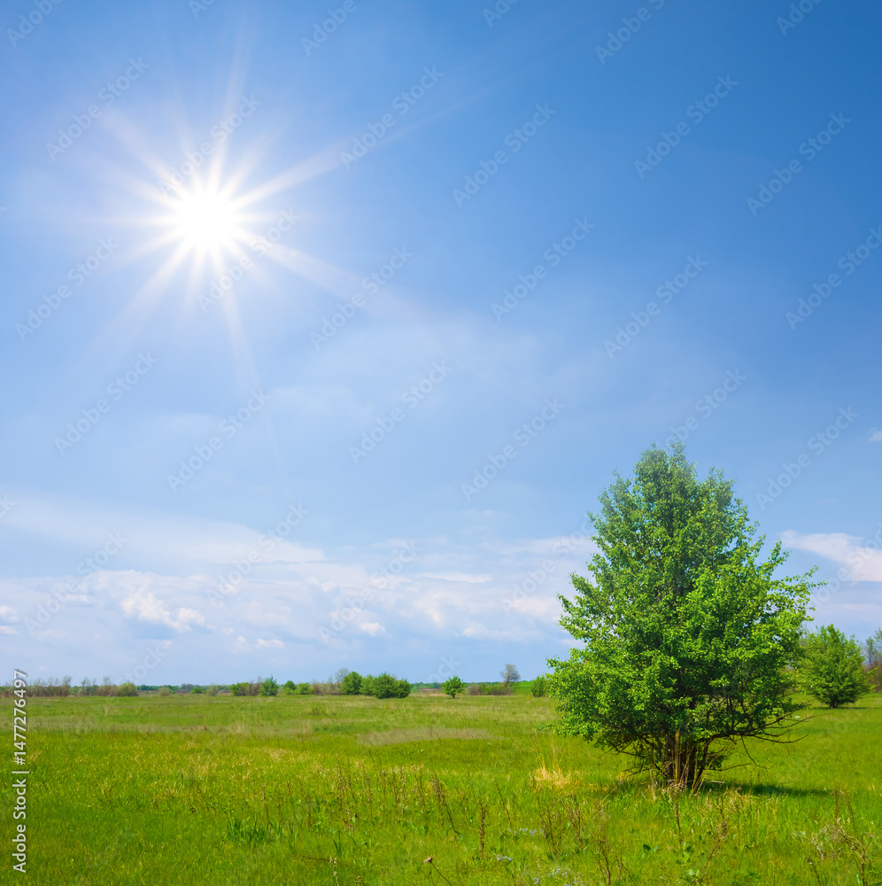 Obraz premium alone green tree among wide prairie at the sunny day, summer outdoor countryside scene