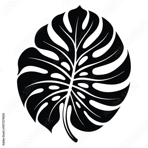 Black Silhouette of a Monstera Deliciosa Leaf with Fenestrations and Lobes