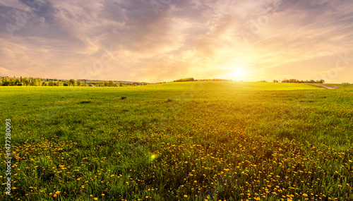 Bright vivid rural landscape at sunset, warm summer field with many yellow dandelion flowers for nature desktop background. Calm pastoral scenery for inspirational banner.
