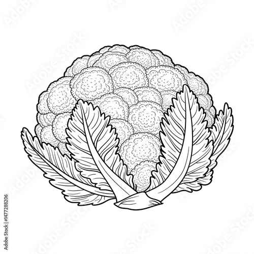 ‎A black and white cauliflower illustration line art of a coloring page