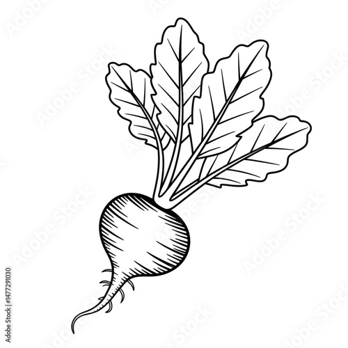‎A black and white radish illustration line art of a coloring page