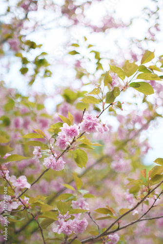 Soft Pink Cherry Blossoms Blooming in Warm Spring Light
