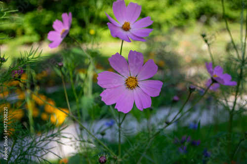 Cosmos bipinnatus mexican aster flowering white pink garden plants, group of beauty petal flowers in bloom on green background