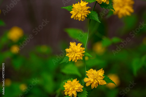 Obraz na płótnie Kerria japonica bachelors buttons pleniflora cultivar flowers in bloom, yellow flowering shrub on branches w salonie