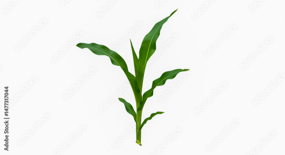 green plant on white background green plant on white background