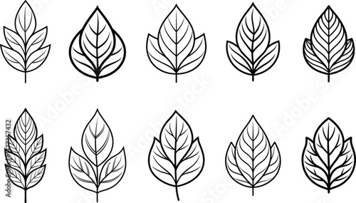 Collection of Minimalist fem Leaf Outlines.