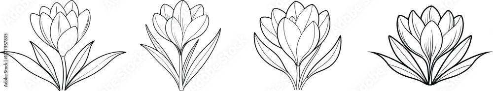 Obraz premium Elegant Line Art Crocus Flower Arrangement.