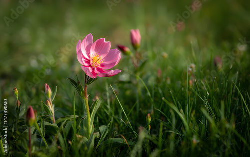 Wallpaper Mural Beautiful Pink Flower in Lush Green Grass Field – Nature Photography Torontodigital.ca