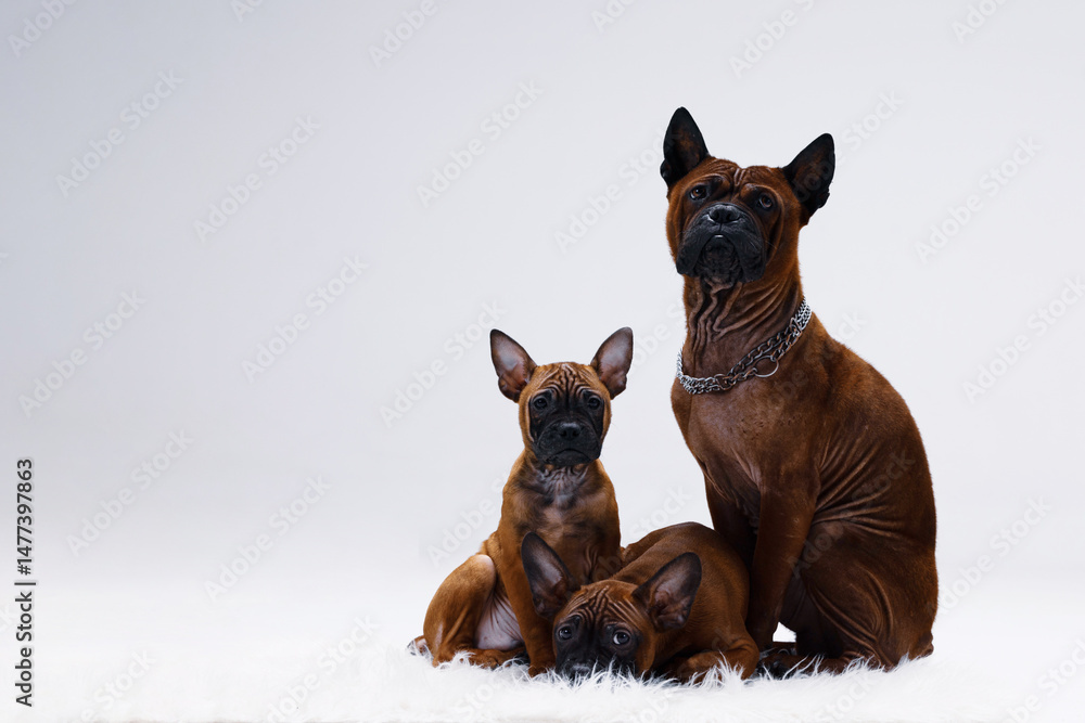 Fototapeta premium Adult American bully dog and two cute puppies sitting on white fluffy carpet; white background with copyspace
