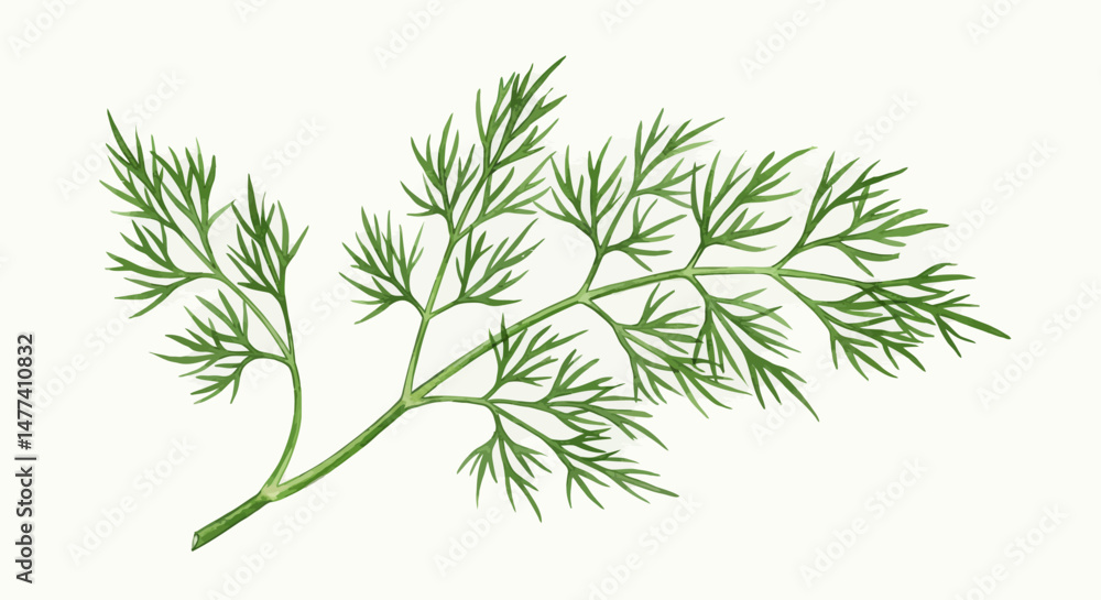 A Delicate Sprig Of Fresh Green Dill Is Depicted In A Detailed Watercolor Illustration Showcasing The Plants Feathery Leaves And Elegant Structure Against A Plain White Background A Delicate Sprig Of Fresh Green Dill Is Depicted In A Detailed Watercolor Illustration Showcasing The Plants Feathery Leaves And Elegant Structure Against A Plain White Background