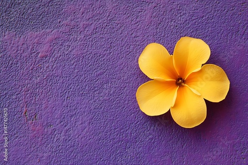 Yellow flower contrasted with purple background