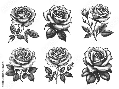 rose flower Set collection bundle sketch engraving generative ai vector illustration. Scratch board imitation. Black and white image.